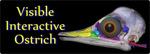 Visible Interactive Ostrich